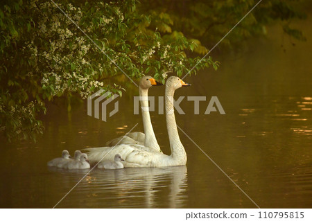 swan chicks swan chicks 110795815