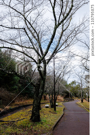 等待春天的住宅區的綠樹成蔭的街道奈良市住宅區美麗的櫻花枝等待春天的到來。 110795875