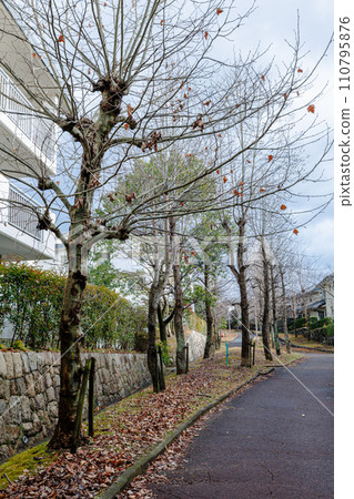 住宅區綠樹成蔭的街道等待春天 奈良市住宅區的一排梧桐樹,葉子孤獨地枯死 住宅區綠樹成蔭的街道等待春天 奈良市住宅區的一排梧桐樹,葉子孤獨地枯死 110795876