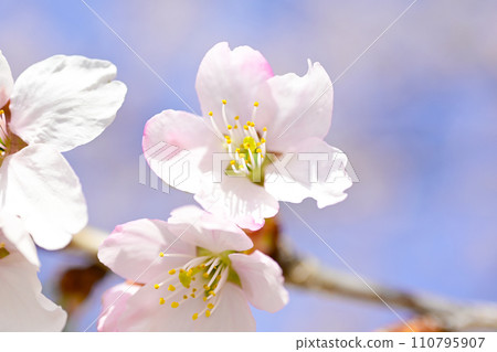 Close-up of cherry blossoms in full bloom against a bright blue sky 110795907