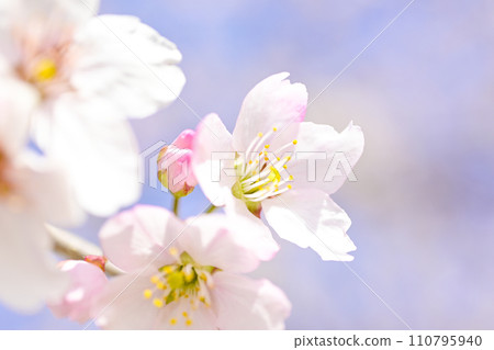Close-up of cherry blossoms in full bloom against a bright blue sky Close-up of cherry blossoms in full bloom against a bright blue sky 110795940