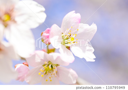 明亮的藍天映襯下盛開的櫻花特寫 110795949