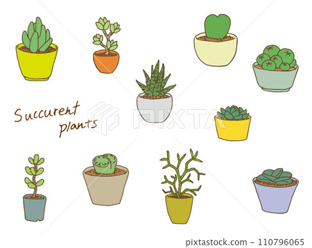 Succulent illustration Succulent illustration 110796065
