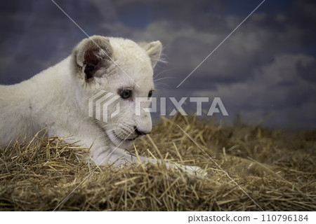 白獅子幼崽凝視 白獅子幼崽凝視 110796184