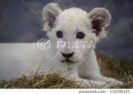 白獅子寶寶 白獅子寶寶 110796185