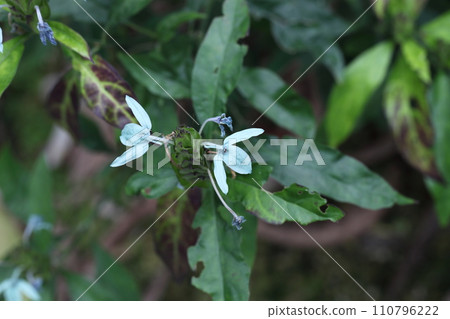 女貞花 女貞花 110796222