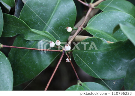 模美西隆花 110796223