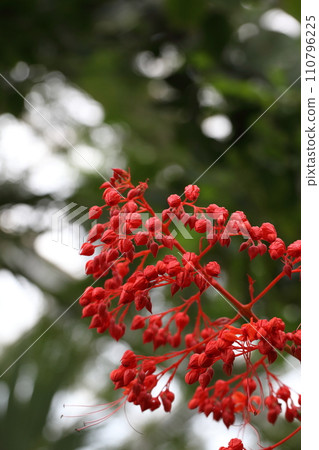 Bud of flowers bud Bud of flowers bud 110796225