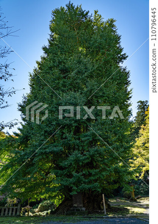 Iwadono Kannon large ginkgo tree 110796445
