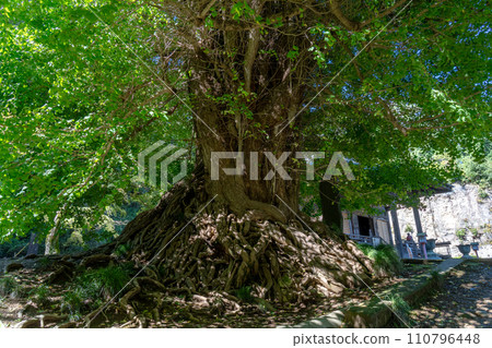 岩堂觀音大銀杏樹 110796448