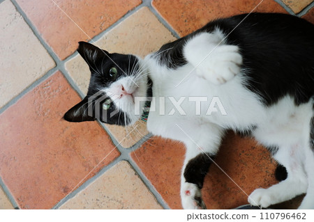 黑白貓咪躺在地板上玩耍 黑白貓咪躺在地板上玩耍 110796462