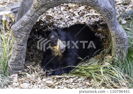 Staring Spectacled Bear 110796481
