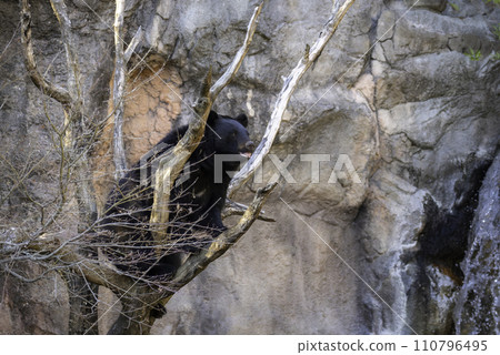 亞洲黑熊在樹上休息 亞洲黑熊在樹上休息 110796495