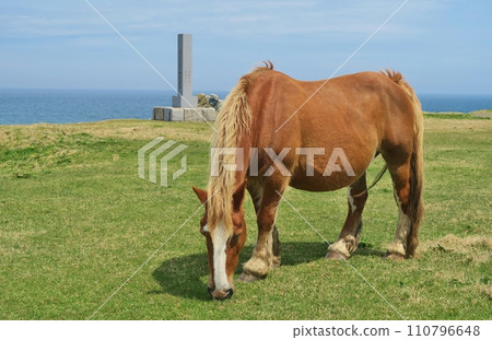 Shiriyazaki's cold horse Aomori 110796648