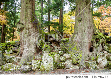 Two large trees with thick roots 110796714
