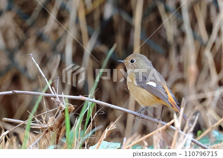 黃尾鴝雌鳥站在樹枝上 110796715