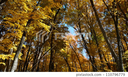 Autumn leaves shining in the autumn sky Autumn leaves shining in the autumn sky 110796779