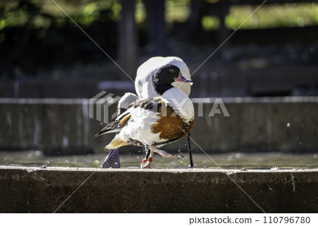 Mandarin duck walking cutely Mandarin duck walking cutely 110796780