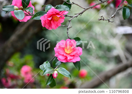Sasanqua flowers Sasanqua flowers 110796808