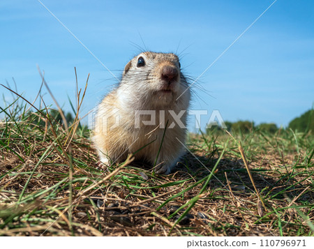 Prairie dog is looking at the camera on a grassy lawn. Close-up 110796971