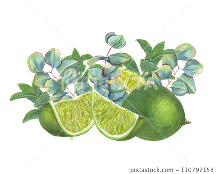 Lime among eucalyptus sprigs. Juicy citrus slices, green leaves. Silver dollar plants, tropical fruits. Watercolor illustration for poster, package, cosmetic design 110797153