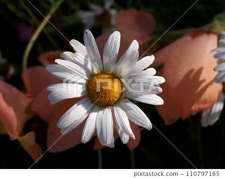 Daisies bathed in sunlight filtering through the trees (close-up of white daisies) Daisies bathed in sunlight filtering through the trees (close-up of white daisies) 110797165