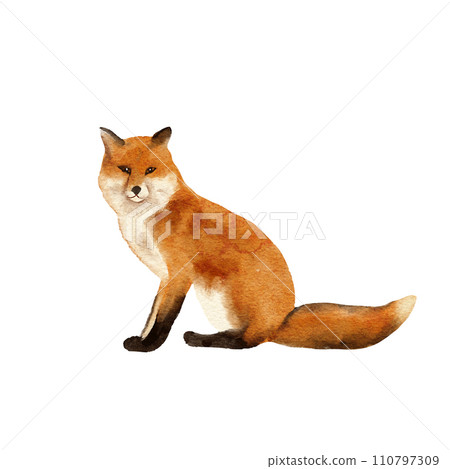 Hand drawn watercolor illustration with red wild fox on white isolated background. Wild wood woodland species nature, warn fall autumn print, orange fur fauna fluffy tail, kids nursery decor. 110797309