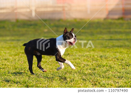 波士頓梗犬 Mighty 在埼玉縣日高市的狗狗跑道上快樂地奔跑♡ 110797490