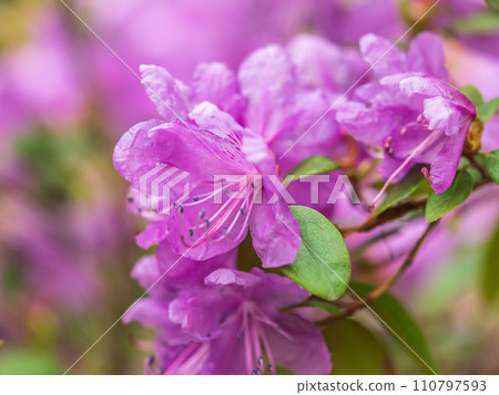 Pink flowers of Siberian rhododendron copy space. Rhododendron dauricum. Spring flowering of Altai rhododendron. 110797593