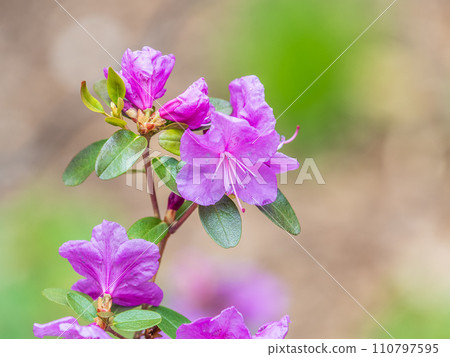 Pink flowers of Siberian rhododendron copy space. Rhododendron dauricum. Spring flowering of Altai rhododendron. 110797595