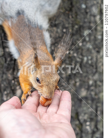A squirrel in the spring or autumn eats nuts from a human hand. Eurasian red squirrel, Sciurus vulgaris A squirrel in the spring or autumn eats nuts from a human hand. Eurasian red squirrel, Sciurus vulgaris 110797602