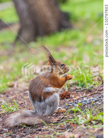 Squirrel eats a nut while sitting in green grass. Eurasian red squirrel, Sciurus vulgaris 110797603