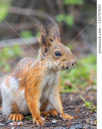 Squirrel sitting in green grass. Eurasian Red squirrel sitting in grass against bright green background Squirrel sitting in green grass. Eurasian Red squirrel sitting in grass against bright green background 110797605