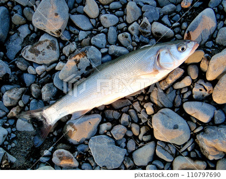 Malta hanging on a lure at the mouth of the Seto River in Shizuoka Prefecture 110797690