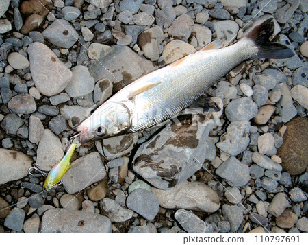 Malta hanging on a lure at the mouth of the Seto River in Shizuoka Prefecture 110797691
