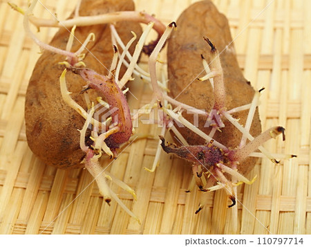 Close-up of sprouted potatoes 110797714