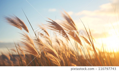 Pampas grass ears illuminated by the sun, AI-generated image Pampas grass ears illuminated by the sun, AI-generated image 110797743