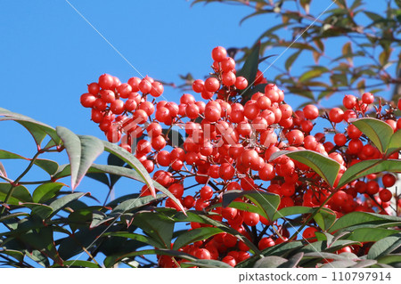 南天竹果實〉 南天竹果實〉 110797914