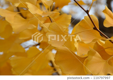 銀杏葉（大阪府大阪市天王寺區四天王寺/四天王寺） 110797997