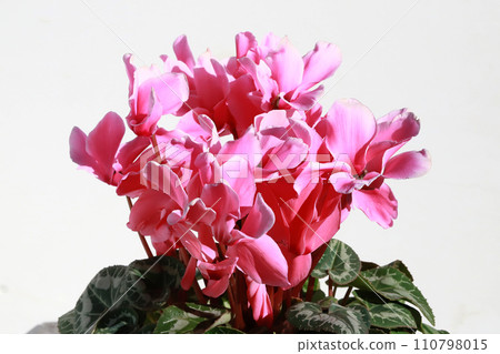 仙客來鮮花 110798015