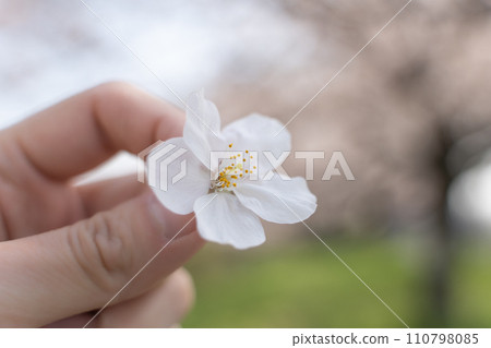 手捧櫻花 手捧櫻花 110798085