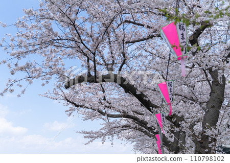 Cherry blossoms in full bloom and paper lanterns (Asakusa Cherry Blossom Festival) Cherry blossoms in full bloom and paper lanterns (Asakusa Cherry Blossom Festival) 110798102