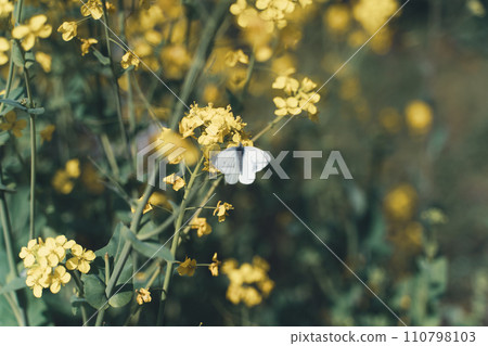 Rape blossoms and cabbage white butterfly Rape blossoms and cabbage white butterfly 110798103