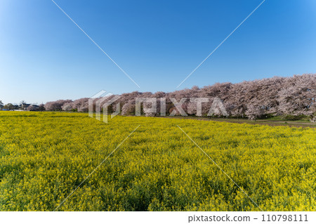 有油菜花和櫻花田的風景 有油菜花和櫻花田的風景 110798111