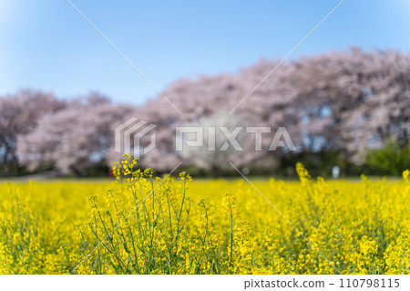 Scenery with cherry blossoms and rape flowers Scenery with cherry blossoms and rape flowers 110798115