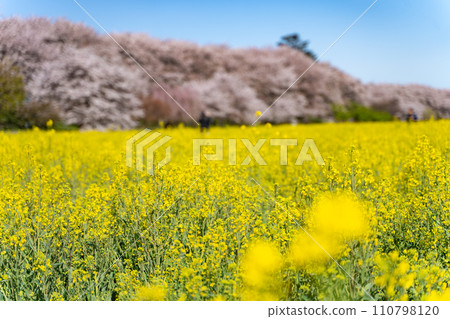 與櫻花和強姦花的風景 110798120