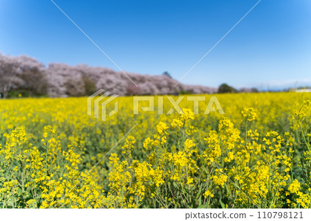 藍天的油菜花和櫻花 110798121