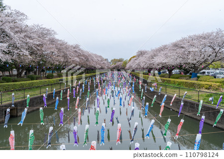櫻花樹和鯉魚飄帶 櫻花樹和鯉魚飄帶 110798124