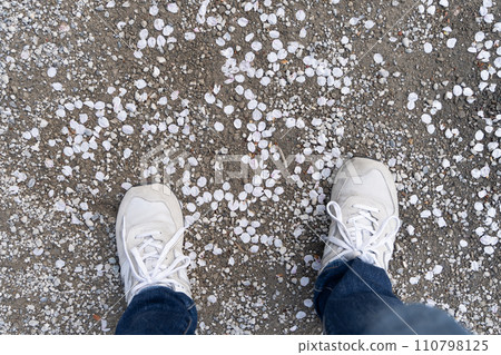 Cherry blossom petals scattered at your feet Cherry blossom petals scattered at your feet 110798125