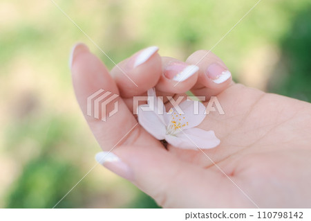 Cherry blossom petals on a woman's palm 110798142